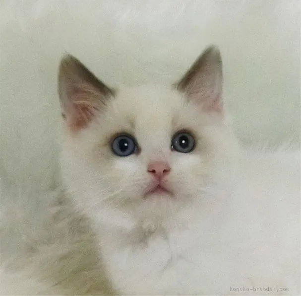 ID：2006-01184の子猫