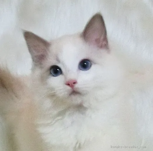ID：2001-00719の子猫
