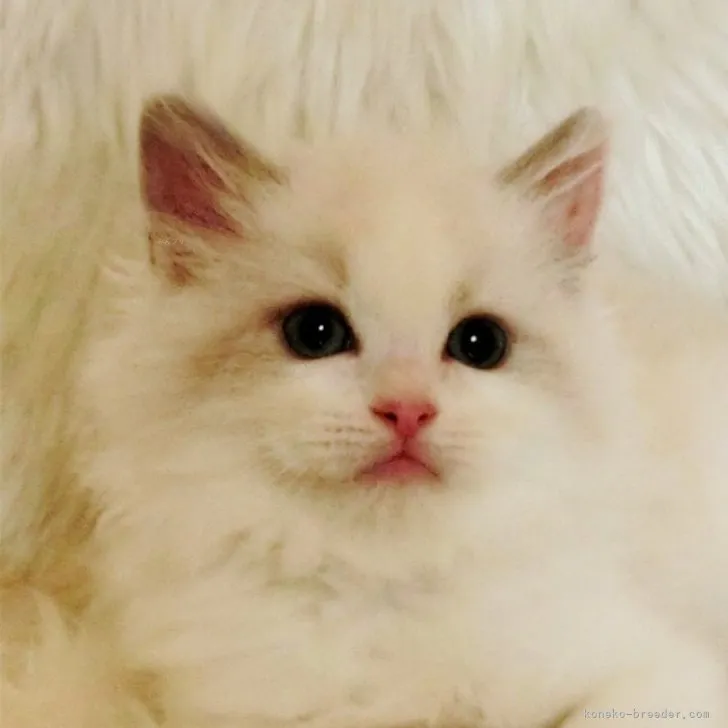 ID：2309-02998の子猫