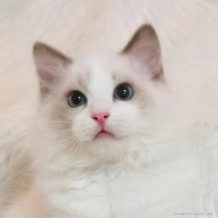 ID：2309-00876の子猫