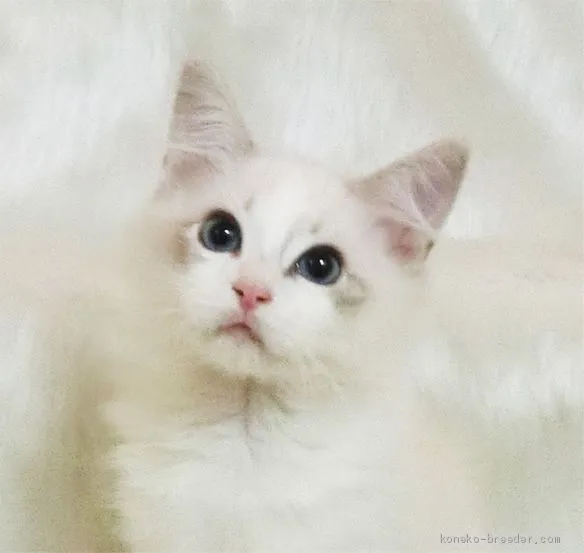 ID:2001-00253の子猫