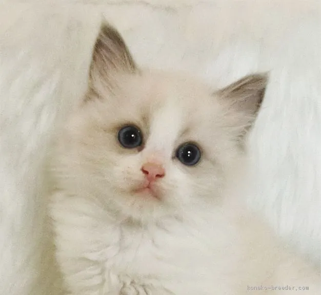 ID:2005-01592の子猫