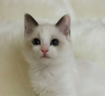 ラグドール【茨城県・女の子・2019年9月18日・ブルーポイントバイカラー】の写真「くりくりお目々、生意気そうな口元がキュートです♪」