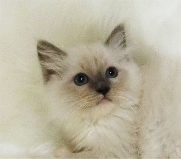 ラグドール【茨城県・女の子・2019年10月7日・ブルーポイントミテッド(ミッテド)】の写真「優しい表情の女の子」