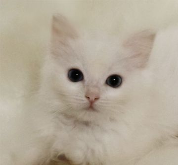 ラグドール【茨城県・男の子・2019年9月2日・クリームポイントバイカラー】の写真「優しい色合いの男の子」