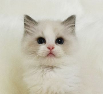 ラグドール【茨城県・男の子・2019年10月7日・ブルーポイントバイカラー】の写真「のんびりした性格の男の子」