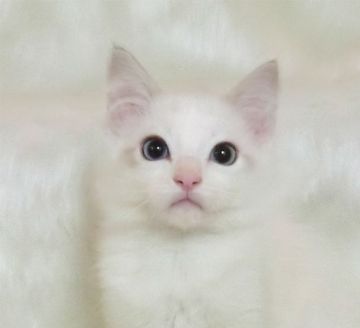 ラグドール【茨城県・男の子・2019年10月18日・ブルーリンクスポイントバイカラー】の写真「優しいお顔立ちの男の子」