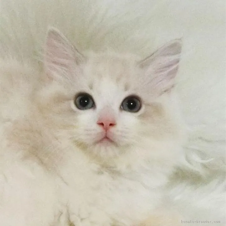 ID：2207-03172の子猫