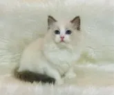 ラグドール【茨城県・女の子・2023年9月21日・ブルーポイントバイカラー】の写真2