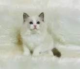 ラグドール【茨城県・女の子・2023年9月21日・ブルーポイントバイカラー】の写真3