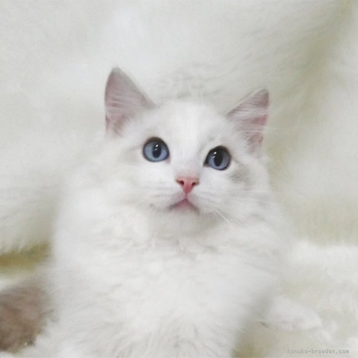 ブリーダー画像