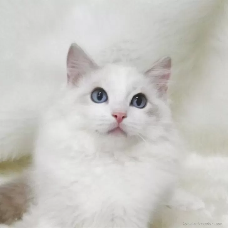 ラグドール【茨城県・男の子・2025年7月8日・ブルーリンクスポイントバイカラー】の写真1