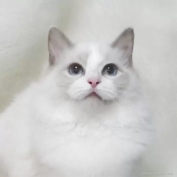 ラグドール【茨城県・女の子・2025年6月1日・ブルーポイントバイカラー】の写真1