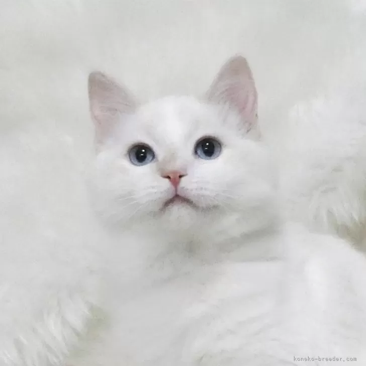 ラグドール【茨城県・男の子・2025年6月1日・クリームリンクスポイントバイカラー】の写真1