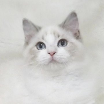 ラグドール【茨城県・女の子・2025年6月3日・シールリンクスポイントバイカラー】の写真「キュートな女の子、DNAクリア」