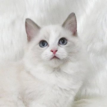 ラグドール【茨城県・女の子・2025年6月1日・ブルーポイントバイカラー】の写真「１歳までの無料生命保証付き」