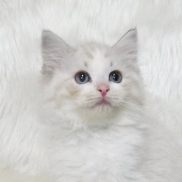 ラグドール【茨城県・男の子・2025年7月24日・シールリンクスポイントバイカラー】の写真「むくむくな男の子」