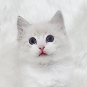 ラグドール【茨城県・男の子・2025年7月8日・ブルーリンクスポイントバイカラー】の写真「１歳までの無料生命保証付き」
