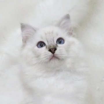 ラグドール【茨城県・女の子・2025年7月24日・シールリンクスポイントミテッド】の写真「白い手袋、ソックスが愛らしい女の子」