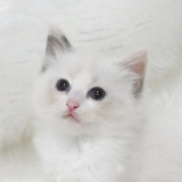 ラグドール【茨城県・女の子・2025年6月1日・ブルートーティポイントバイカラー】の写真「１歳までの無料生命保証付き」