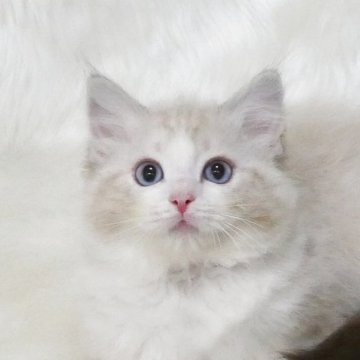 ラグドール【茨城県・男の子・2025年6月3日・シールリンクスポイントバイカラー】の写真「お目々くりくり坊や」