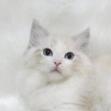 ラグドール【茨城県・男の子・2025年10月14日・シールリンクスポイントバイカラー】の写真「しっかりした骨格の男の子」