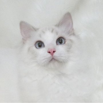 ラグドール【茨城県・男の子・2025年1月23日・シールリンクスポイントバイカラー】の写真「遺伝子検査クリア、１歳までの無料生命保証付き」