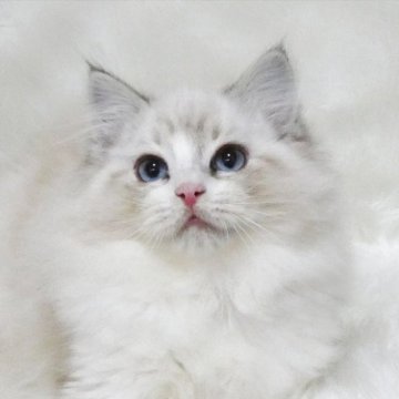 ラグドール【茨城県・男の子・2025年10月14日・シールリンクスポイントバイカラー】の写真「ふっくら毛並みの男の子」