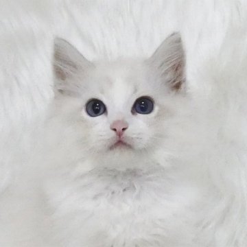 ラグドール【茨城県・男の子・2025年7月1日・ブルーリンクスポイントバイカラー】の写真「１歳までの無料生命保証付き」