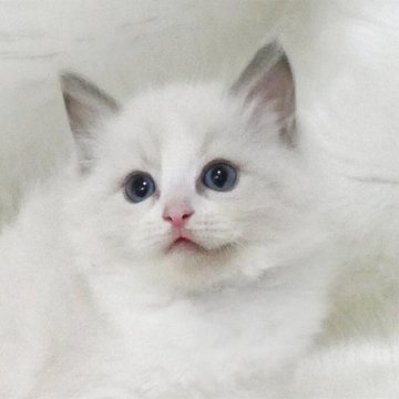 ラグドール【茨城県・女の子・2025年6月1日・ブルーポイントバイカラー】の写真「１歳までの無料生命保証付き」