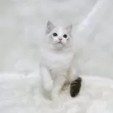 ラグドール【茨城県・女の子・2025年10月14日・シールリンクスポイントバイカラー】の写真2