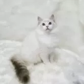 ラグドール【茨城県・男の子・2025年7月8日・シールリンクスポイントバイカラー】の写真2