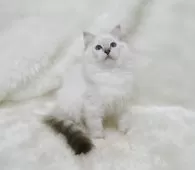 ラグドール【茨城県・女の子・2025年7月24日・シールリンクスポイントミテッド】の写真4