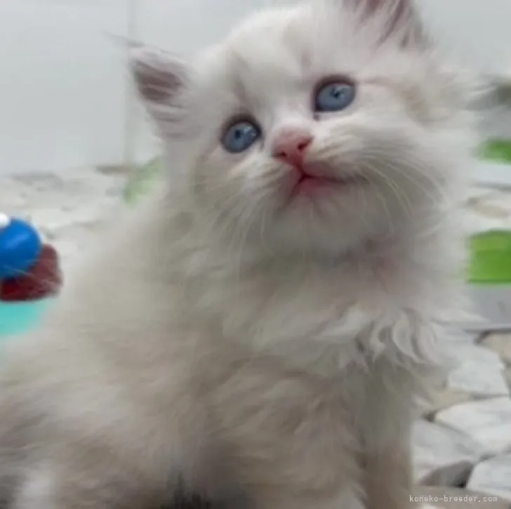 ID:2309-01693の子猫