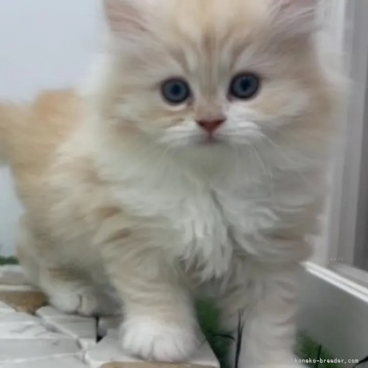 ID：2309-01935の子猫