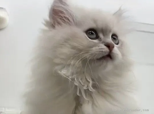 S.K 様のお迎えした子猫