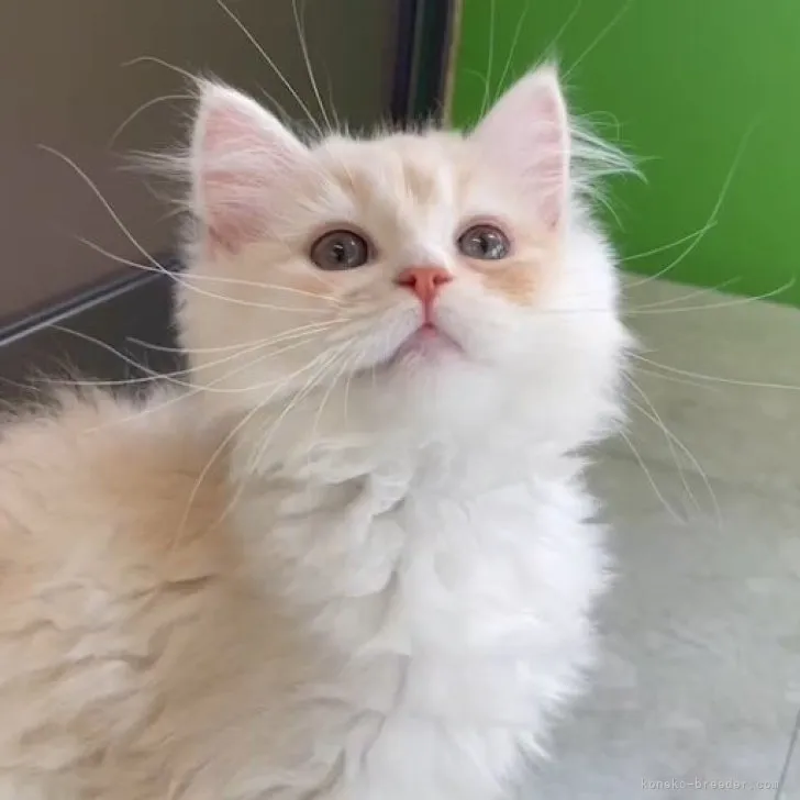 ID：2304-01851の子猫