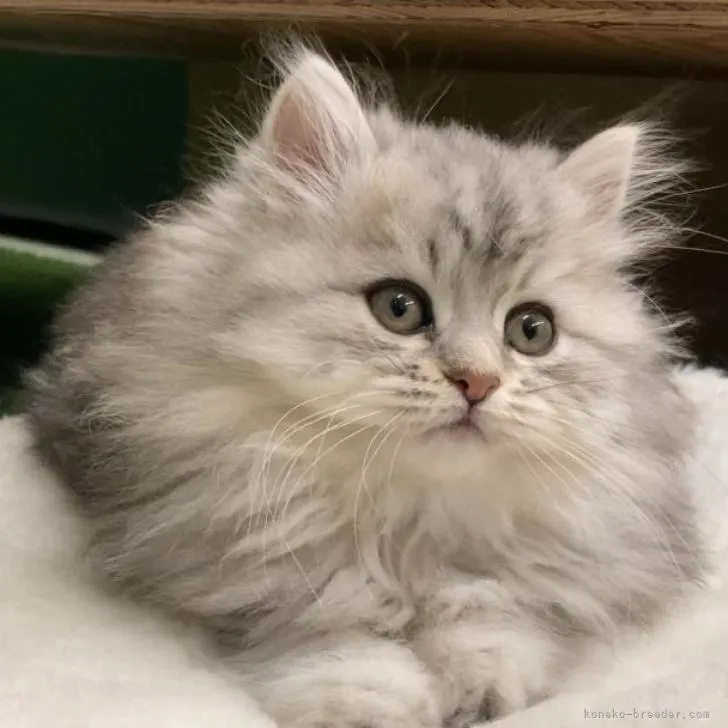 ID:2211-00893の子猫