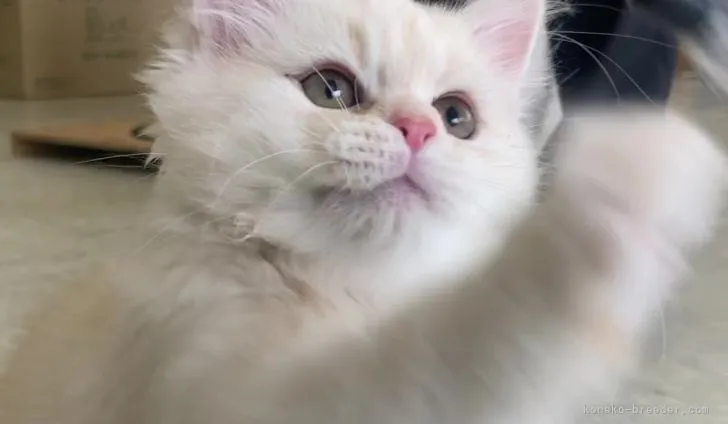 ことこと 様のお迎えした子猫