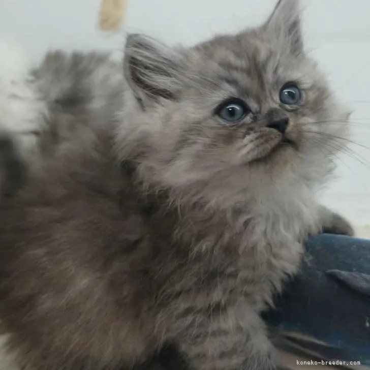 ID：2206-00760の子猫