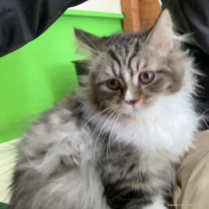 ID：2207-03137の子猫