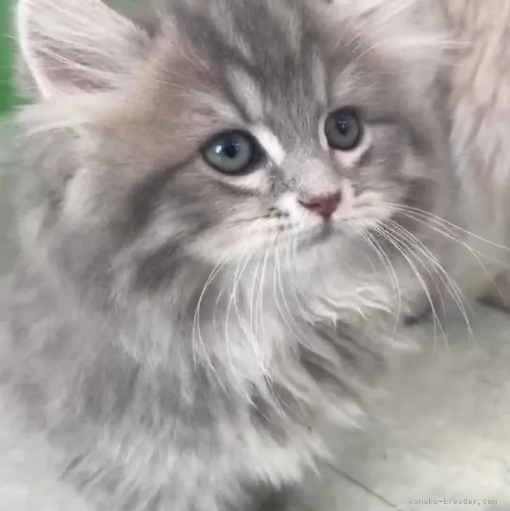 ID:2304-02835の子猫