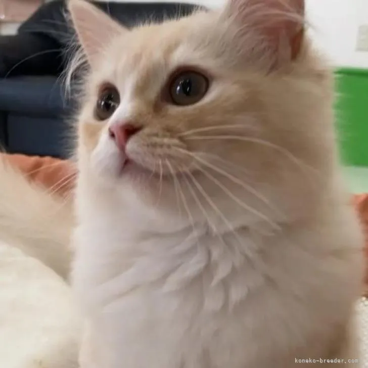 ID：2206-00765の子猫