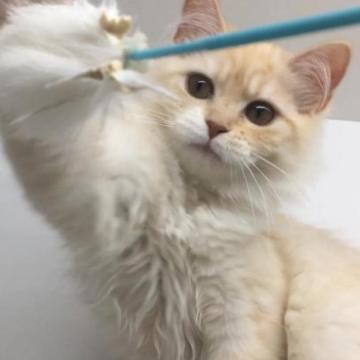 サイベリアン【福島県・女の子・2022年10月15日・クリーム&ホワイト】の写真「03/04動画更新　かわいい毛色」