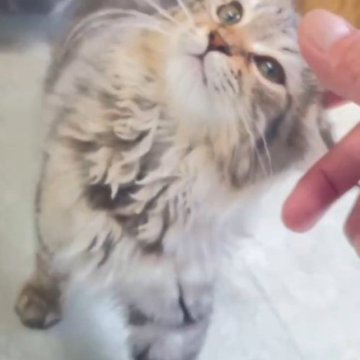 サイベリアン【福島県・男の子・2023年2月14日・ブラウンタビー】の写真「06/08動画更新　ぐいぐい寄ってくる男の子」