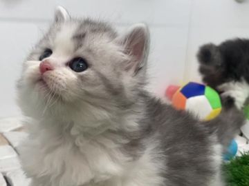 サイベリアン【福島県・男の子・2022年4月25日・ブルータビー&ホワイト】の写真「かわいい毛色」