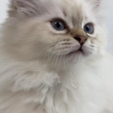 サイベリアン【福島県・女の子・2022年10月22日・ブルーリンクスポイント】の写真「12/30動画更新　人気の毛色」