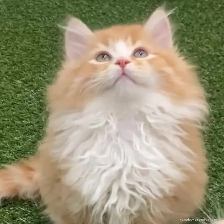 ID：2211-01887の子猫