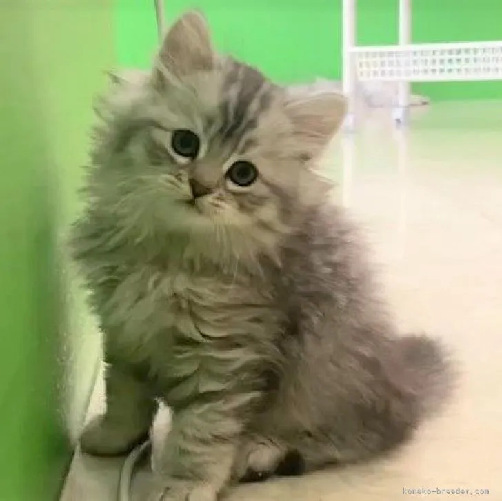 ID：2205-03278の子猫