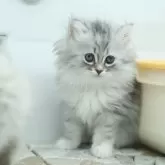 サイベリアン【福島県・女の子・2023年11月13日・シルバータビー】の写真2「01/03に撮影しました。」